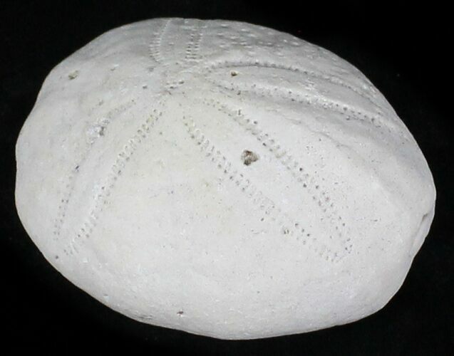 Fossil Sea Urchin (Eupatagus) - Florida #28790
